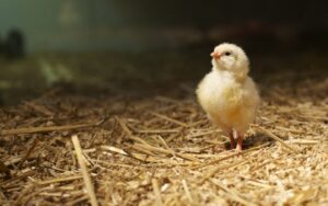 4 loại thuốc bổ cho gà con phổ biến, được tin dùng nhất hiện nay