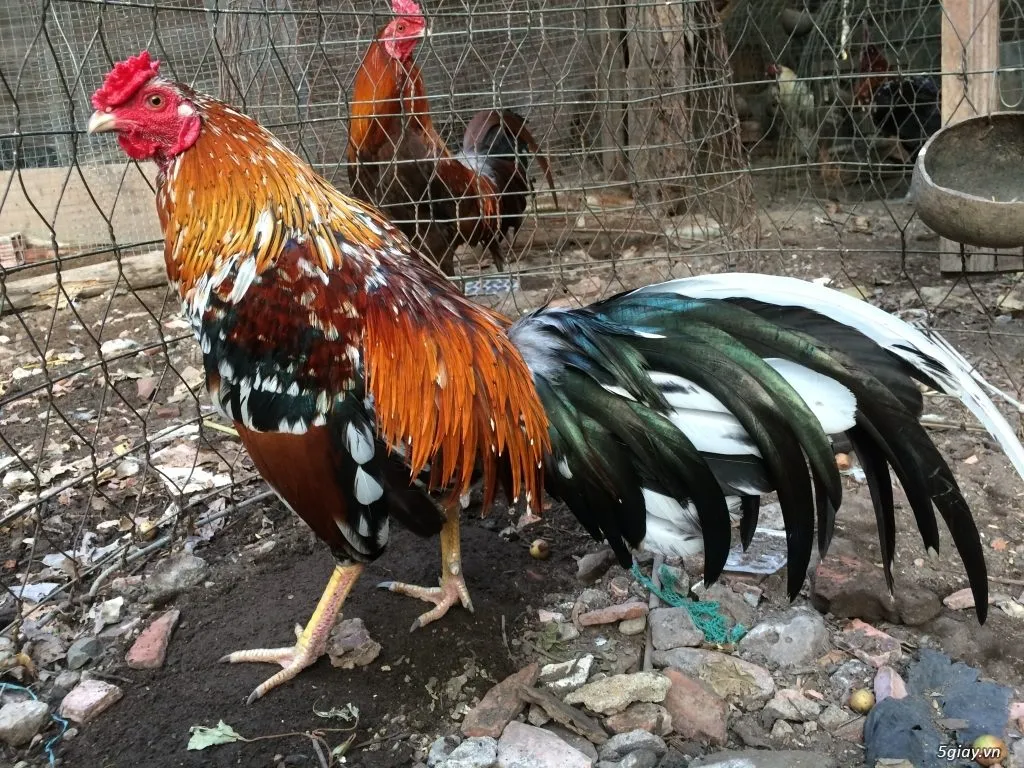 Bí quyết chọn giống thuần chủng