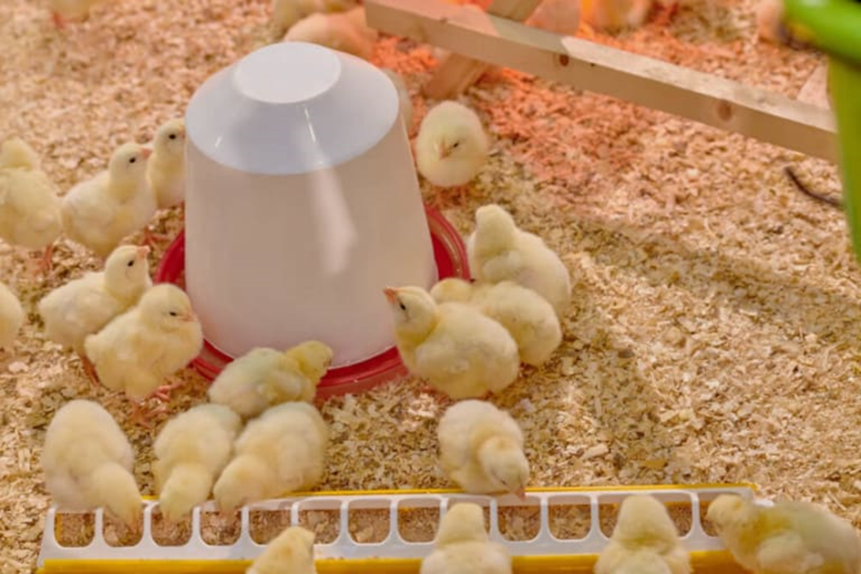 Độ ẩm và ánh sáng