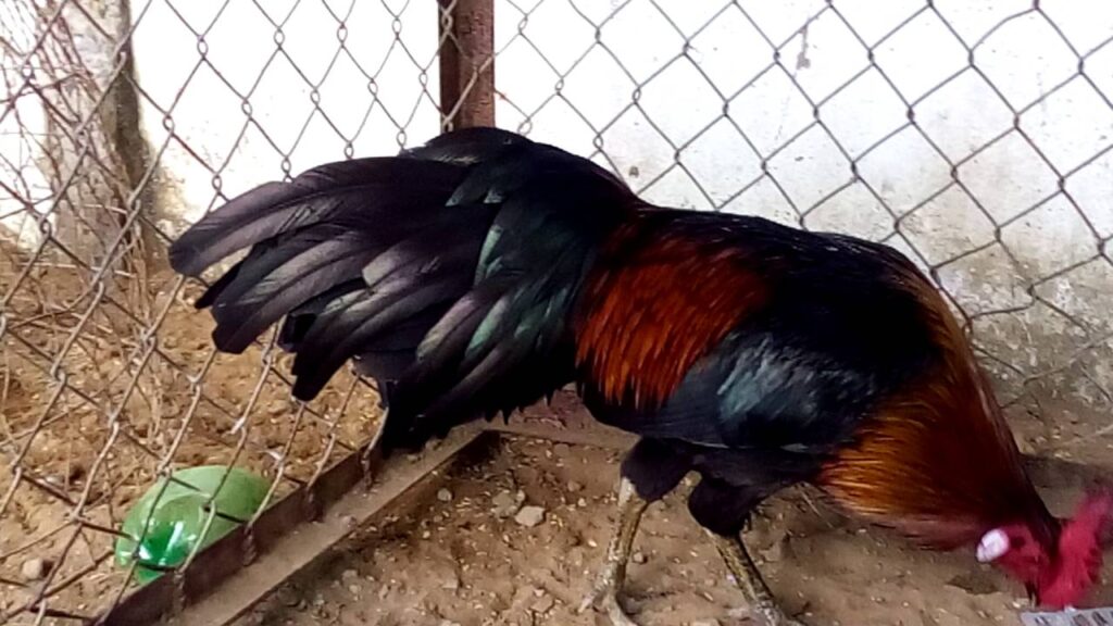 Gà danh của Phúc Bình Dương