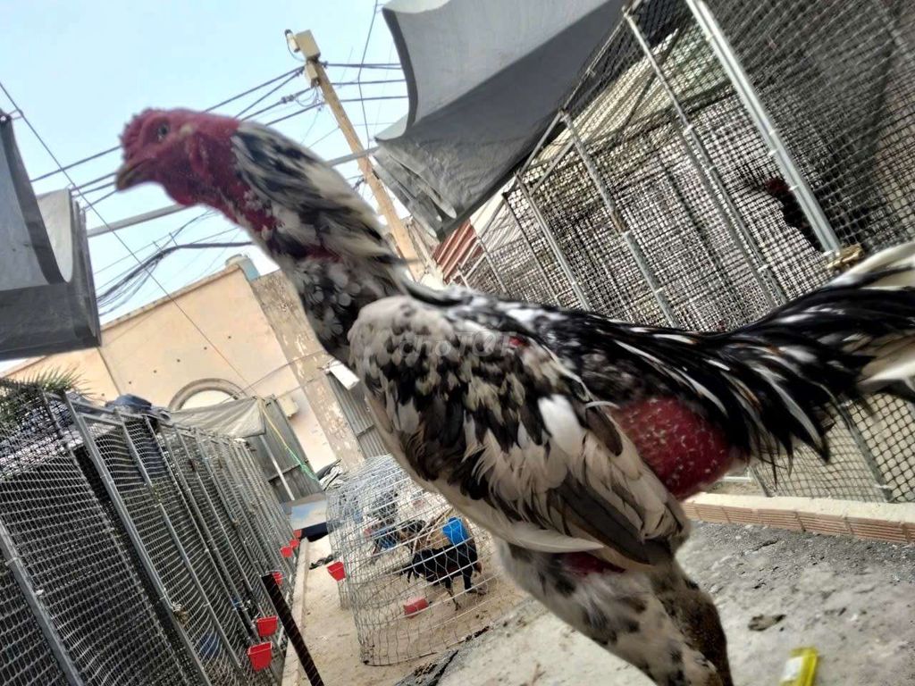 Gà danh của Tính Gaking