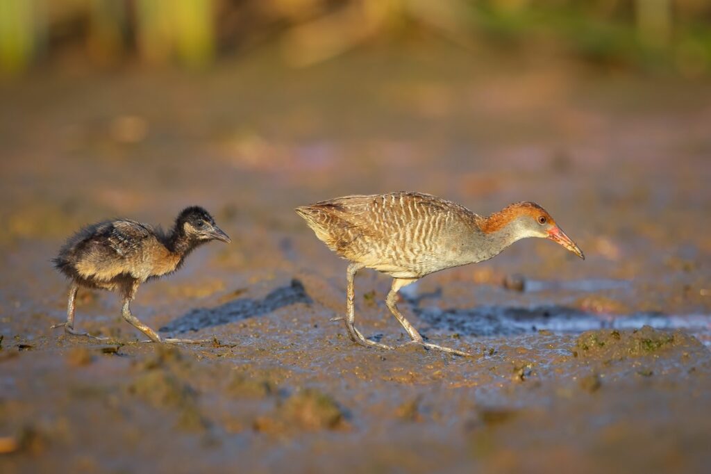 Gà nước là loài gì?