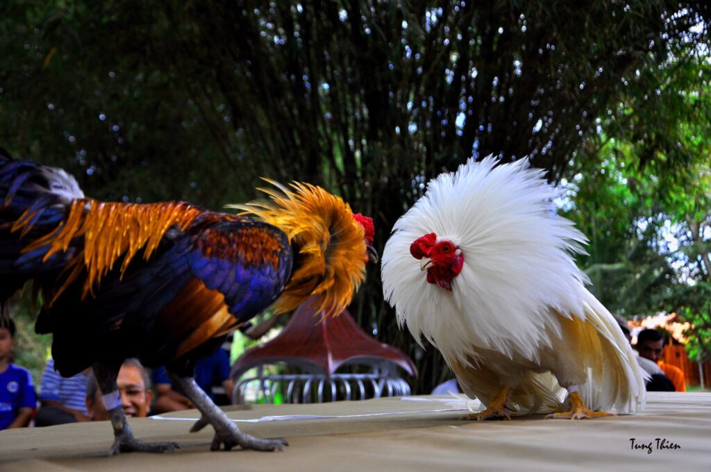 Hệ thống kiến thức nuôi dưỡng và chăm sóc gà chọi được cập nhật thường xuyên tại habibbank.uk.com.