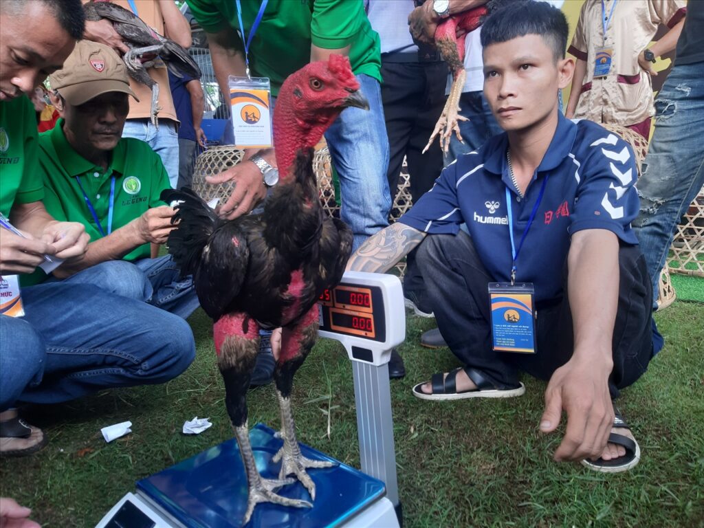 Kỹ thuật nuôi dưỡng và huấn luyện gà chọi Bình Định thành chiến kê thực thụ