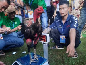 Kỹ thuật nuôi dưỡng và huấn luyện gà chọi Bình Định thành chiến kê thực thụ